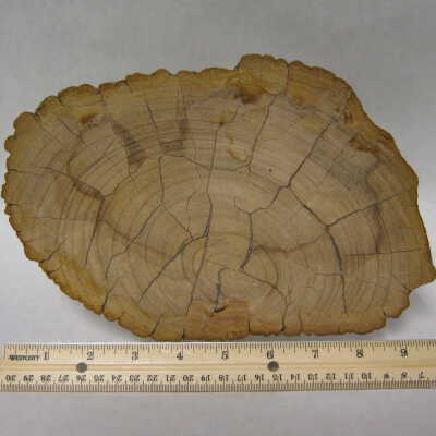 Snake Wood