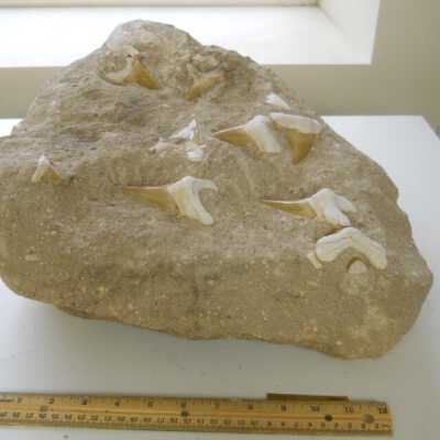 Mackerel Shark Teeth