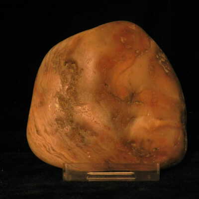 Gastrolith (fossil)