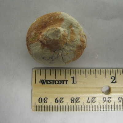 Aracaria Seed Cones