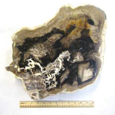 Limb Cast