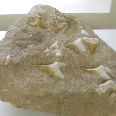 Mackerel Shark Teeth