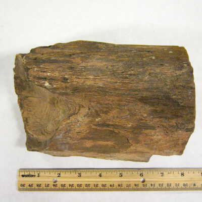 Petrified Wood
