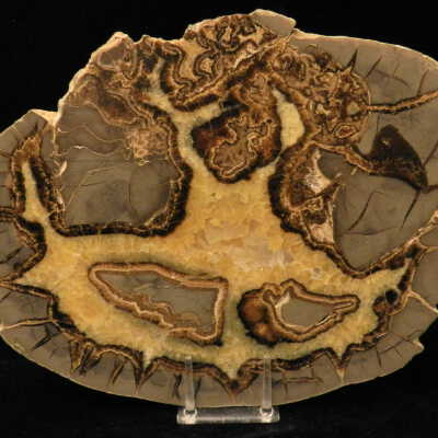 Septarian Nodule