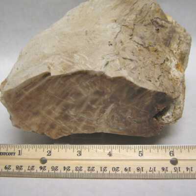 Limb Cast