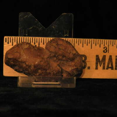 Coprolite