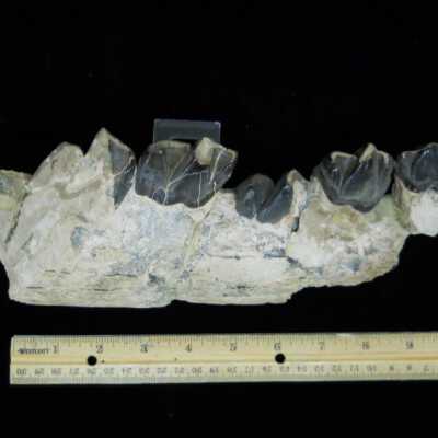 Rhinoceros (Jaw)