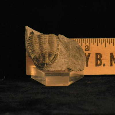 Trilobite