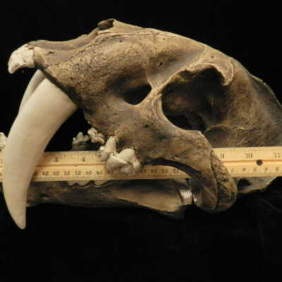 Sabre Tooth Cat (replica)