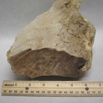 Limb Cast
