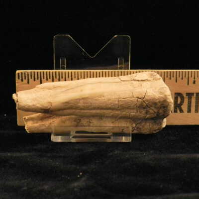 One Toed Horse (tooth)