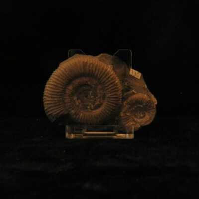 Ammonites