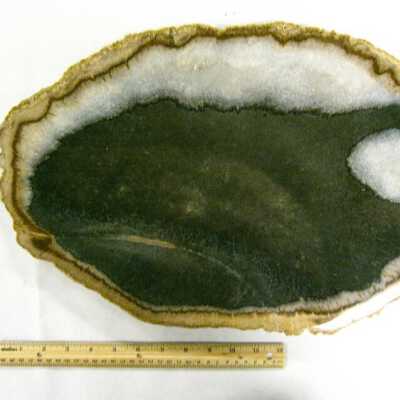 Petrifed Wood