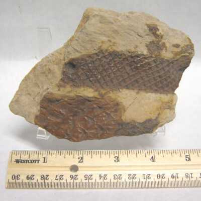 Fossil Leaf