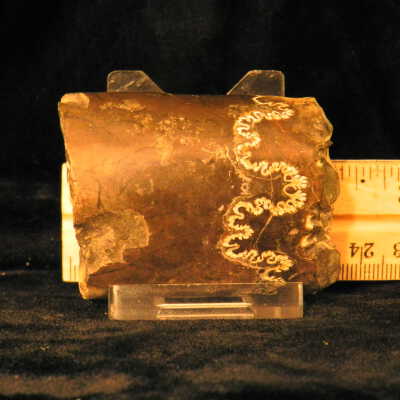 Ammonite