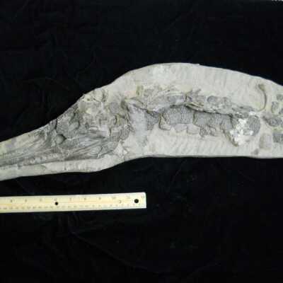 Gavialosuchus