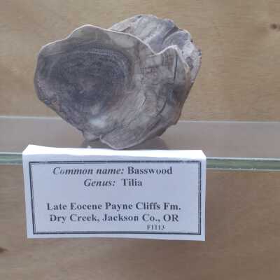 Basswood