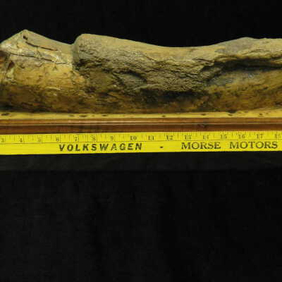 Mastodon (tusk)