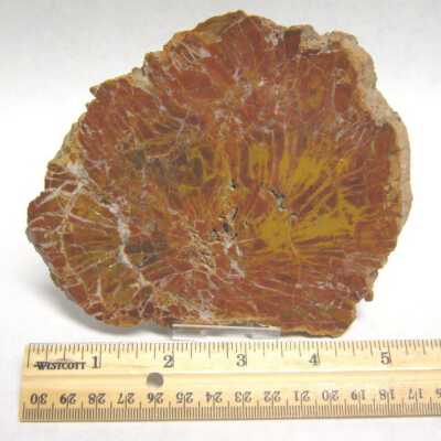 Limb Cast