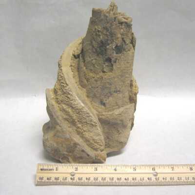 Limb Cast