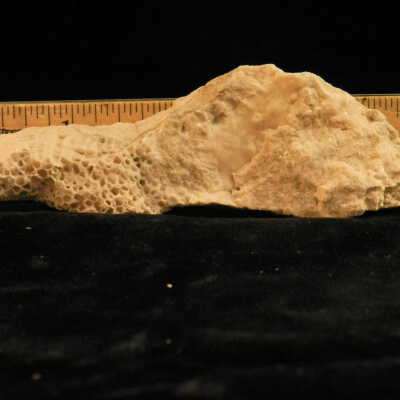 Coral (fossil)