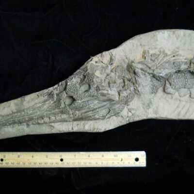 Gavialosuchus