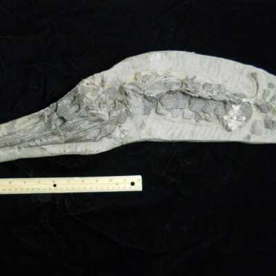 Gavialosuchus