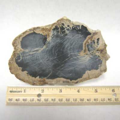 Limb Cast