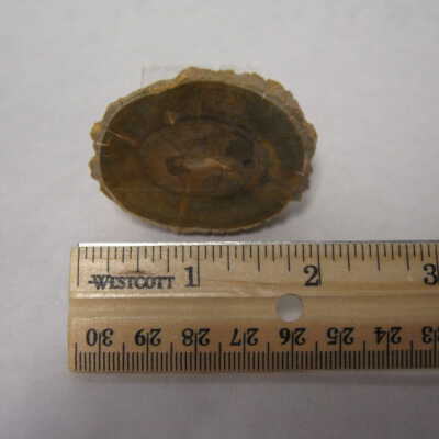 Acaucaria Branch