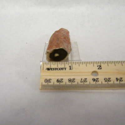 Dicot