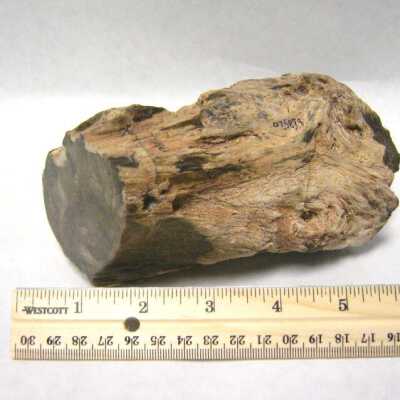 Limb Cast