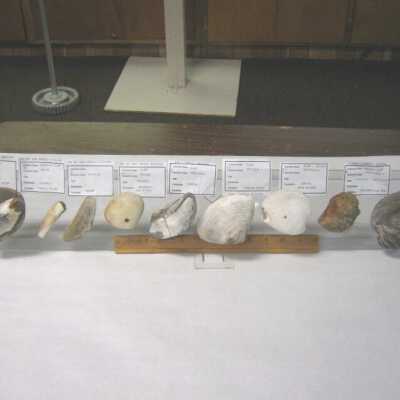Various Clams and Mussel