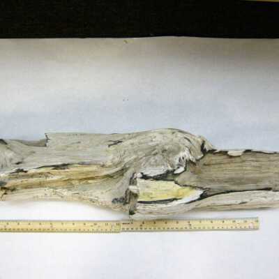Limb Cast