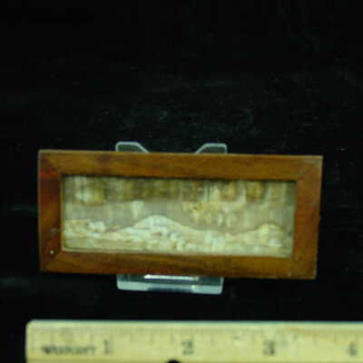 Petrified Wood