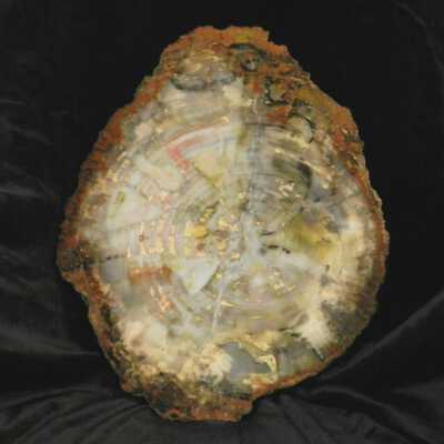 Petrified Wood Monkey Puzzle