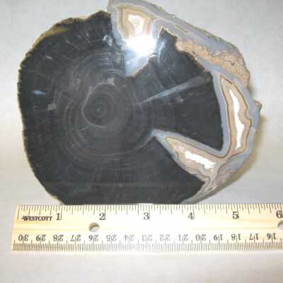 Limb Cast