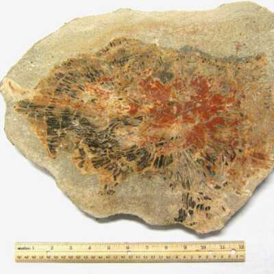 Limb Cast