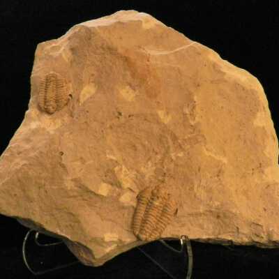 Trilobite