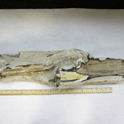 Limb Cast