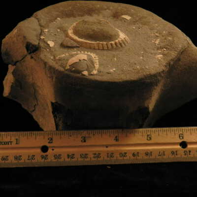 Cetacea (whale fossil)