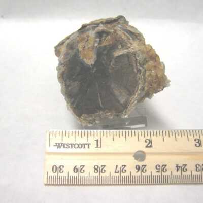 Limb Cast