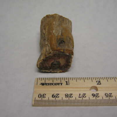Petrified Wood