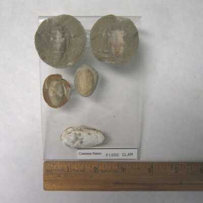 Pidoc Clam