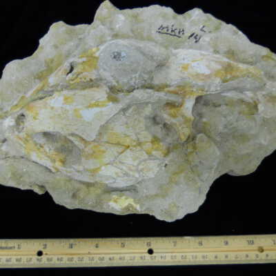 Turtle (Skull)