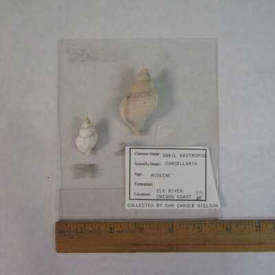 Cancellaria (Gastropod)