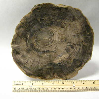 Black Locust