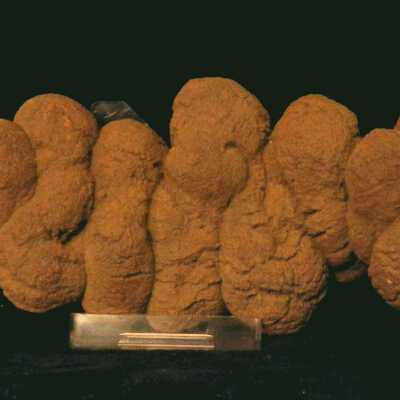 Coprolite
