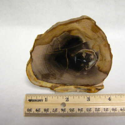Basswood
