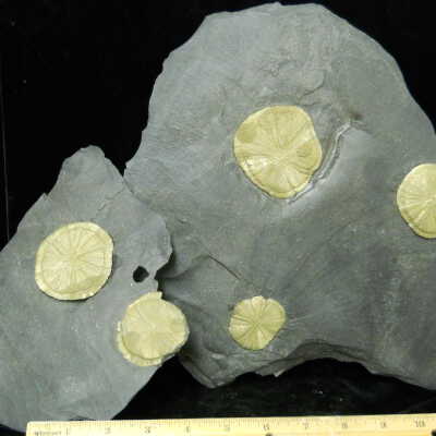 Pyrite Dollars