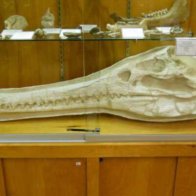 Dyrosaurus skull
